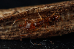Anochetus