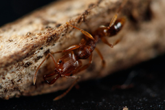 Anochetus