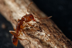 Anochetus