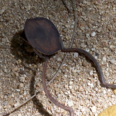 Entada phaseoloides