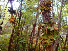 Yarrumia colensoi