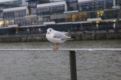 Chroicocephalus ridibundus