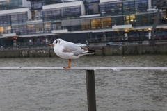 Chroicocephalus ridibundus