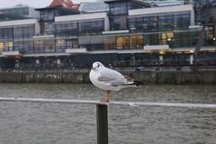 Chroicocephalus ridibundus