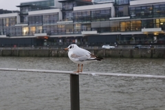 Chroicocephalus ridibundus