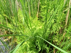 Thelypteris palustris palustris