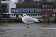 Chroicocephalus ridibundus