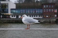 Chroicocephalus ridibundus