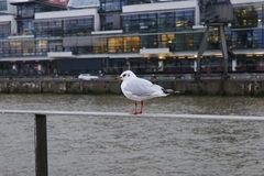 Chroicocephalus ridibundus