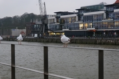 Chroicocephalus ridibundus