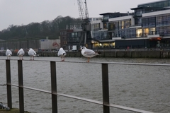 Chroicocephalus ridibundus