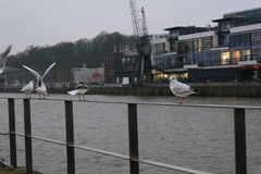 Chroicocephalus ridibundus