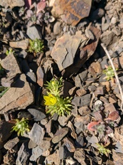 Ceratocephala