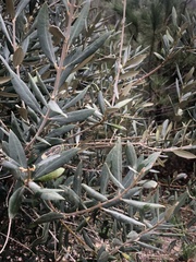 Olea europaea