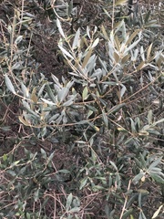 Olea europaea