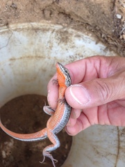 Aspidoscelis hyperythrus beldingi