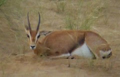Gazella arabica
