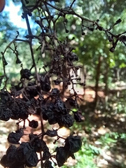Vitis tiliifolia