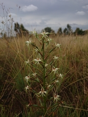 Habenaria nyikana