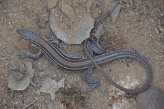 Aspidoscelis hyperythrus beldingi