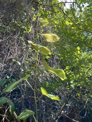 Vitis tiliifolia