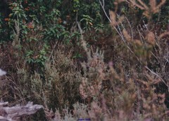 Calluna vulgaris