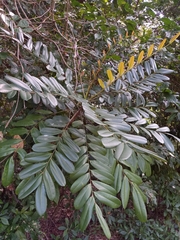 Simarouba