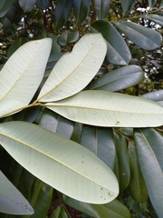 Simarouba
