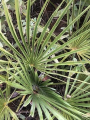 Chamaerops humilis