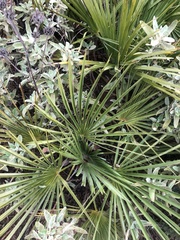 Chamaerops humilis