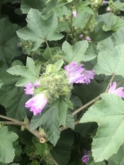Malva multiflora