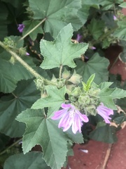 Malva multiflora
