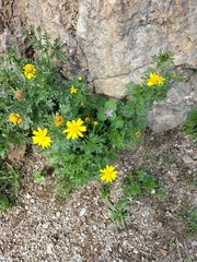 Glebionis coronaria