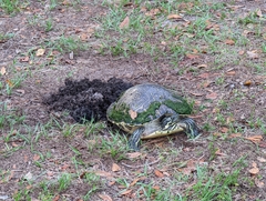 Pseudemys peninsularis