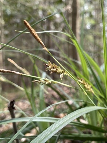 Carex baltzellii image