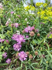 Galactites tomentosus
