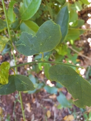 Passiflora murucuja