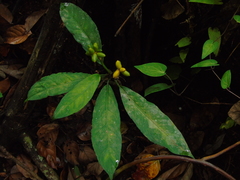 Aglaonema