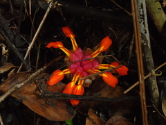 Etlingera coccinea
