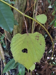 Vitis tiliifolia