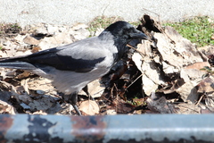 Corvus cornix