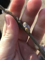 Salix viminalis