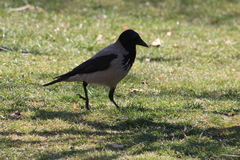 Corvus cornix