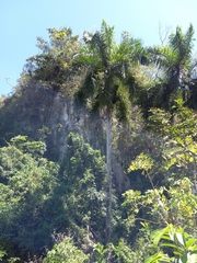 Roystonea borinquena