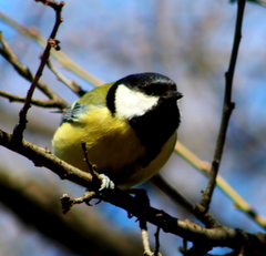 Parus major