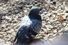 Columba livia domestica