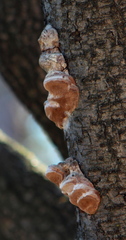 Polyporales