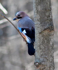 Garrulus glandarius