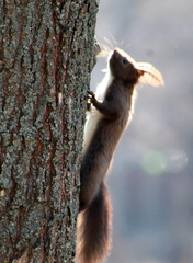 Sciurus vulgaris