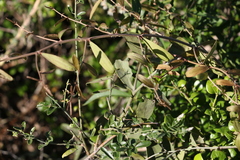Capparis lasiantha